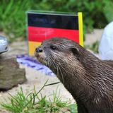 Das ist Otterdame Ferret aus dem Minizoo Aue. Sie gibt ihre Tipps während der Europameisterschaft 2012 ab, die in Polen und der Ukraine stattfindet. Sie ist aber längst nicht mehr ...