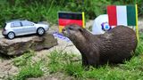 Das ist Otterdame Ferret aus dem Minizoo Aue. Sie gibt ihre Tipps während der Europameisterschaft 2012 ab, die in Polen und der Ukraine stattfindet. Sie ist aber längst nicht mehr ...