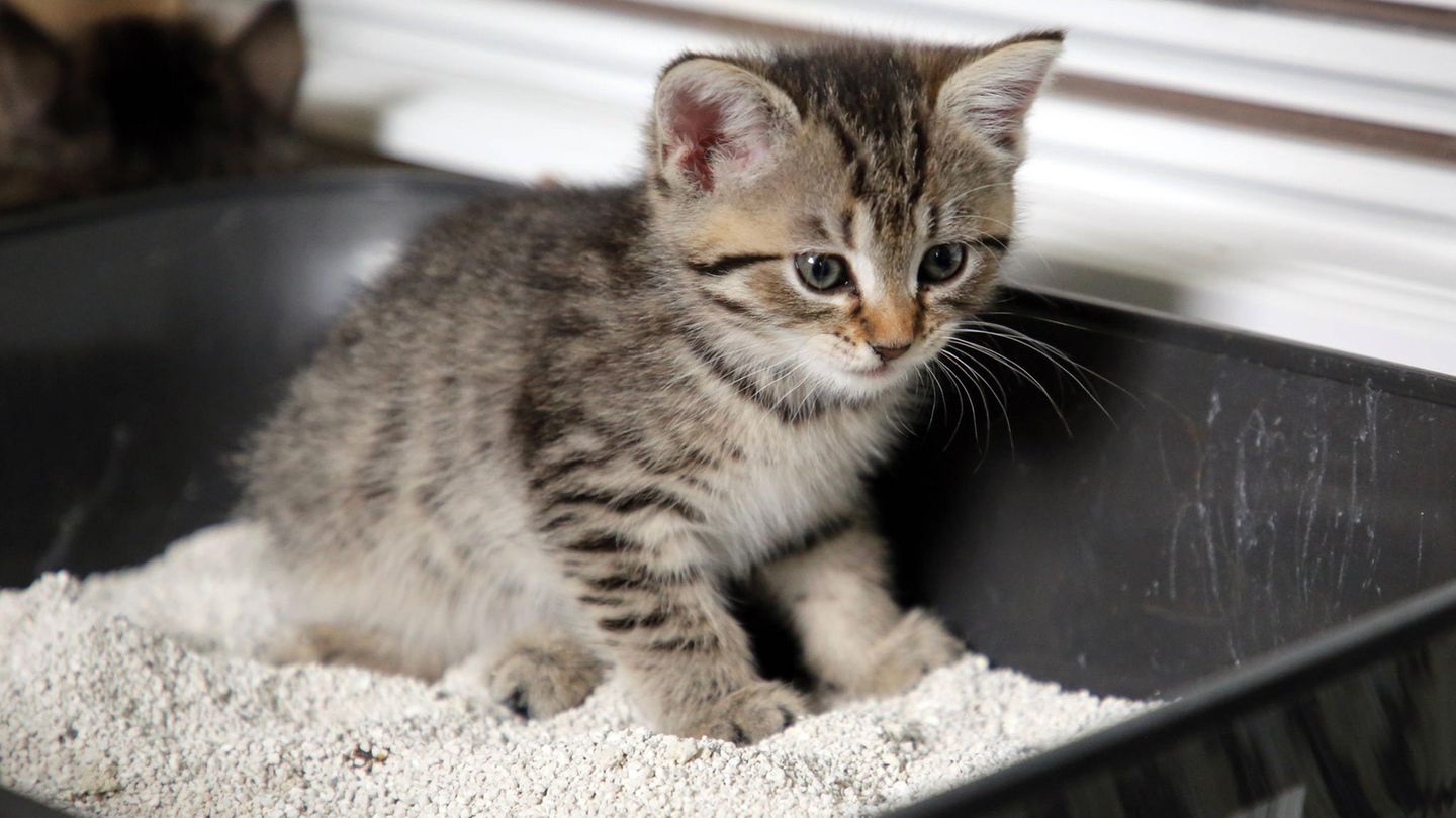 Babykatze im Katzenklo: Könnte eine Katze ihr Ausscheidungsverhalten frei wählen, würde sie immer einen kleinen Hügel mit guter Rundumsicht und guter Abluft wählen, sagt die Tierärztin