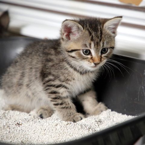Babykatze im Katzenklo: Könnte eine Katze ihr Ausscheidungsverhalten frei wählen, würde sie immer einen kleinen Hügel mit guter Rundumsicht und guter Abluft wählen, sagt die Tierärztin