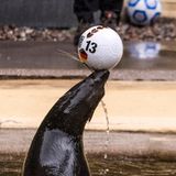Wir gehen weiter zur WM 2018 in Russland. Im Rostocker Zoo tippt Seebärin Daisy auf einen Sieg des DFB-Teams im Vorrundenspiel gegen Schweden und liegt damit richtig. Blöderweise gehen die beiden anderen Partien verloren und Deutschland fliegt nach Hause   