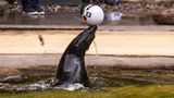 Wir gehen weiter zur WM 2018 in Russland. Im Rostocker Zoo tippt Seebärin Daisy auf einen Sieg des DFB-Teams im Vorrundenspiel gegen Schweden und liegt damit richtig. Blöderweise gehen die beiden anderen Partien verloren und Deutschland fliegt nach Hause   