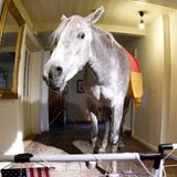 Ein Höhepunkt in der Geschichte des Tier-Orakels ist sicherlich der Auftritt des Araber-Wallachs Nasar zur WM 2014, der tatsächlich übergangsweise ins Haus seiner Besitzerin in Schleswig-Holstein eingezogen ist. Ansonsten übernimmt Nasar den Wahrsager-Dienst für den schleswig-holsteinischen Zeitungs-Verlag      