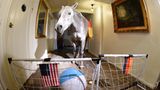 Ein Höhepunkt in der Geschichte des Tier-Orakels ist sicherlich der Auftritt des Araber-Wallachs Nasar zur WM 2014, der tatsächlich übergangsweise ins Haus seiner Besitzerin in Schleswig-Holstein eingezogen ist. Ansonsten übernimmt Nasar den Wahrsager-Dienst für den schleswig-holsteinischen Zeitungs-Verlag      