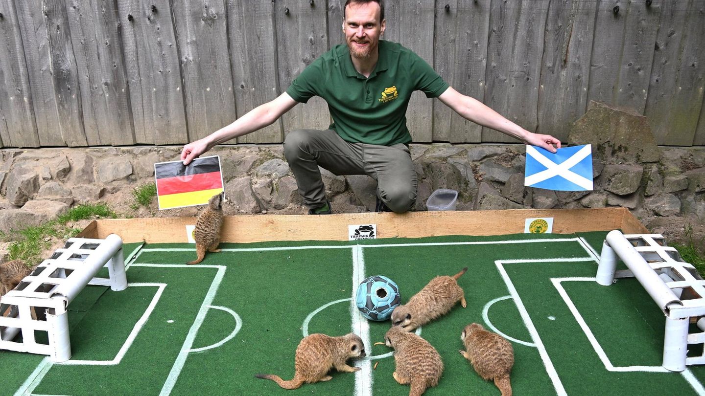 Damit sind wir in der Gegenwart angekommen. Wieder ist es der Chemnitzer Zoo, der diesmal Erdmännchen ins Orakel-Rennen schickt. Es heißt, sie hätten auf einen 1:0-Sieg der Deutschen im Auftaktspiel gegen Schottland getippt. Wir glauben das gern