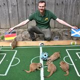 Damit sind wir in der Gegenwart angekommen. Wieder ist es der Chemnitzer Zoo, der diesmal Erdmännchen ins Orakel-Rennen schickt. Es heißt, sie hätten auf einen 1:0-Sieg der Deutschen im Auftaktspiel gegen Schottland getippt. Wir glauben das gern