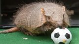 Im Erfurter Zoo ist es 2014 Taka, der gewagte Prognosen abgibt. Die Entscheidung des Zoos, ein Gürteltier einzusetzen, liegt nahe, denn das Maskottchen der WM in Brasilien ist ebenfalls ein Gürteltier. Wahrscheinlich hat Taka großen Anteil daran, dass die deutsche Elf Weltmeister wird