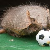 Im Erfurter Zoo ist es 2014 Taka, der gewagte Prognosen abgibt. Die Entscheidung des Zoos, ein Gürteltier einzusetzen, liegt nahe, denn das Maskottchen der WM in Brasilien ist ebenfalls ein Gürteltier. Wahrscheinlich hat Taka großen Anteil daran, dass die deutsche Elf Weltmeister wird