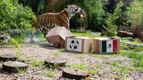 Der Zoo in Münster setzt während der WM in Russland auf Tiger Fedor. Doch der Fleischfresser liegt vollkommen falsch. Das DFB-Team erleidet im ersten Spiel eine Niederlage gegen Mexiko – es ist der Anfang vom Ende.