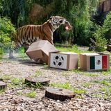 Der Zoo in Münster setzt während der WM in Russland auf Tiger Fedor. Doch der Fleischfresser liegt vollkommen falsch. Das DFB-Team erleidet im ersten Spiel eine Niederlage gegen Mexiko – es ist der Anfang vom Ende.
