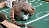Im Chemnitzer Zoo orakeln Nasenbären 2021 die EM. Hier wird ein Unentschieden im Vorrundenspiel gegen Ungarn getippt. Richtig. Im Achtelfinale ist für die Deutschen dann Schluss. England erweist sich als zu stark
