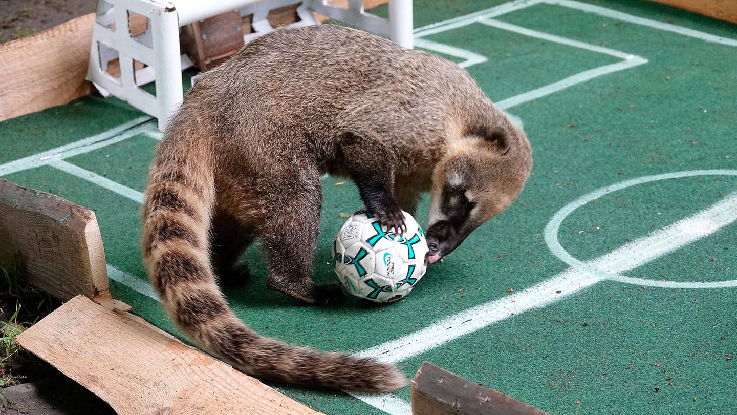 Im Chemnitzer Zoo orakeln Nasenbären 2021 die EM. Hier wird ein Unentschieden im Vorrundenspiel gegen Ungarn getippt. Richtig. Im Achtelfinale ist für die Deutschen dann Schluss. England erweist sich als zu stark
