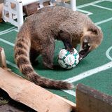 Im Chemnitzer Zoo orakeln Nasenbären 2021 die EM. Hier wird ein Unentschieden im Vorrundenspiel gegen Ungarn getippt. Richtig. Im Achtelfinale ist für die Deutschen dann Schluss. England erweist sich als zu stark