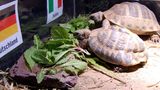  ...  das einzige Tier im Orakel-Business. Seit Paul kommen zahlreiche Kreaturen zum Einsatz. Zum Beispiel zwei Schildkröten im Stuttgarter Zoo, ebenfalls im Jahr 2012. Bei der EM ist erneut im Halbfinale Schluss