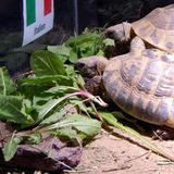  ...  das einzige Tier im Orakel-Business. Seit Paul kommen zahlreiche Kreaturen zum Einsatz. Zum Beispiel zwei Schildkröten im Stuttgarter Zoo, ebenfalls im Jahr 2012. Bei der EM ist erneut im Halbfinale Schluss