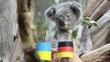 Im Leipziger Zoo wird 2016 der Koalabär Oobi-Ooobi mit Eukalyptuszweigen in Gläsern dazu animiert, eine Vorhersage für das Spiel gegen die Ukraine zu treffen. Sein Verhalten wird als Tipp auf ein Unentschieden gedeutet. Oobi-Ooobi liegt falsch, scheint die Angelegenheit aber auch nicht sonderlich ernst zu nehmen. Die Deutschen gewinnen das Vorrundenspiel und scheitern später im Halbfinale an Frankreich    