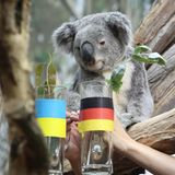 Im Leipziger Zoo wird 2016 der Koalabär Oobi-Ooobi mit Eukalyptuszweigen in Gläsern dazu animiert, eine Vorhersage für das Spiel gegen die Ukraine zu treffen. Sein Verhalten wird als Tipp auf ein Unentschieden gedeutet. Oobi-Ooobi liegt falsch, scheint die Angelegenheit aber auch nicht sonderlich ernst zu nehmen. Die Deutschen gewinnen das Vorrundenspiel und scheitern später im Halbfinale an Frankreich    