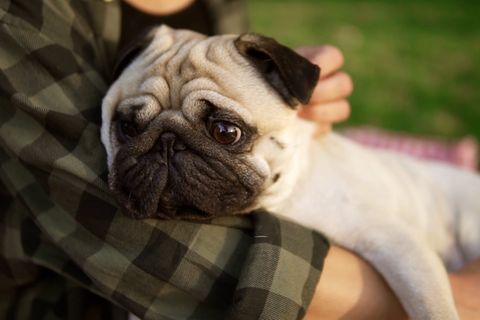 Ein Mops liegt auf dem Arm eines Menschen