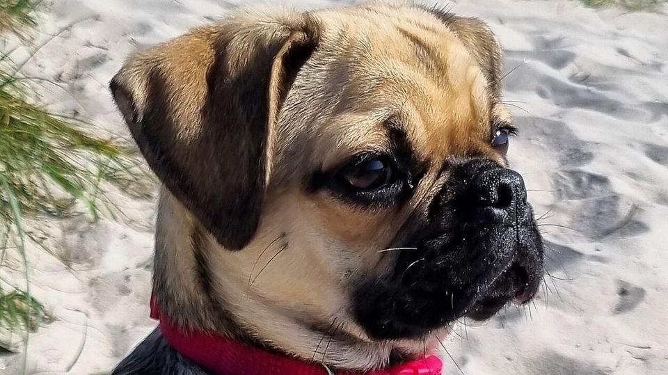 Die sandfarbene Mopshündin Jamila sitzt mit rotem Brustgeschirr zwischen Dünen am Strand