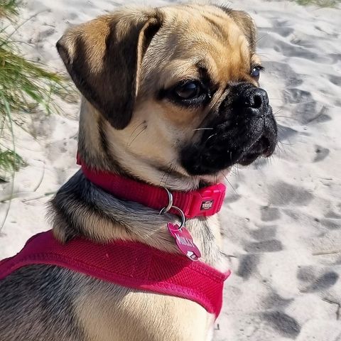 Die sandfarbene Mopshündin Jamila sitzt mit rotem Brustgeschirr zwischen Dünen am Strand