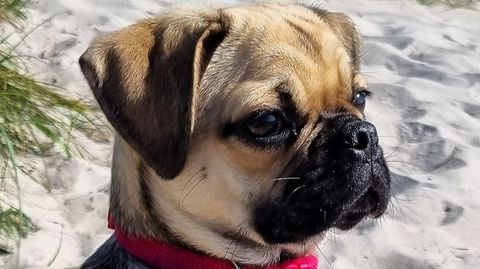 Die sandfarbene Mopshündin Jamila sitzt mit rotem Brustgeschirr zwischen Dünen am Strand