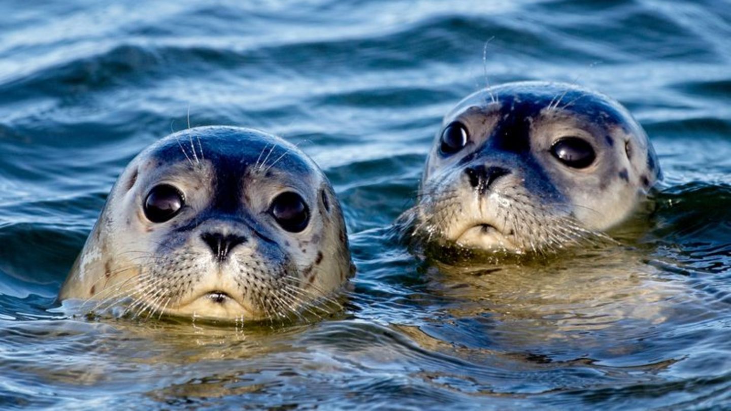 Naturschutz: Nachwuchs bei den Seehunden im Wattenmeer