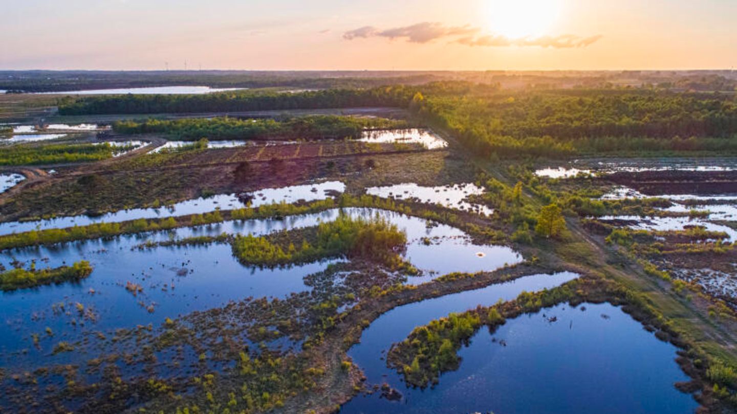 EU states pass controversial nature conservation law | STERN.de