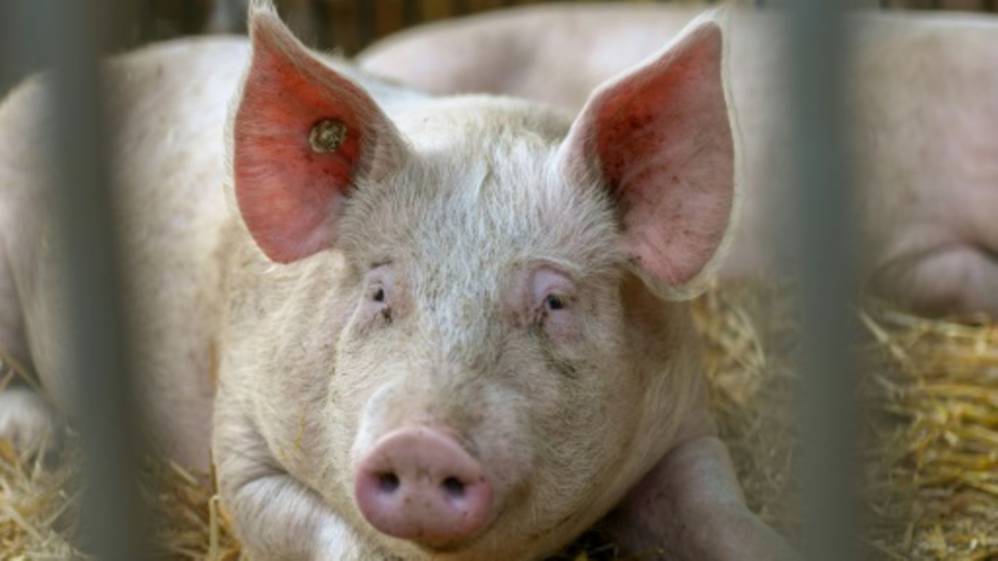 EU-Zolle auf E-Autos: China droht mit Maßnahmen bei Schweineimporten
