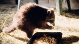 Ein Waschbär isst Nüsse in einer mit Stroh ausgelegten Scheune