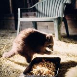 Ein Waschbär isst Nüsse in einer mit Stroh ausgelegten Scheune