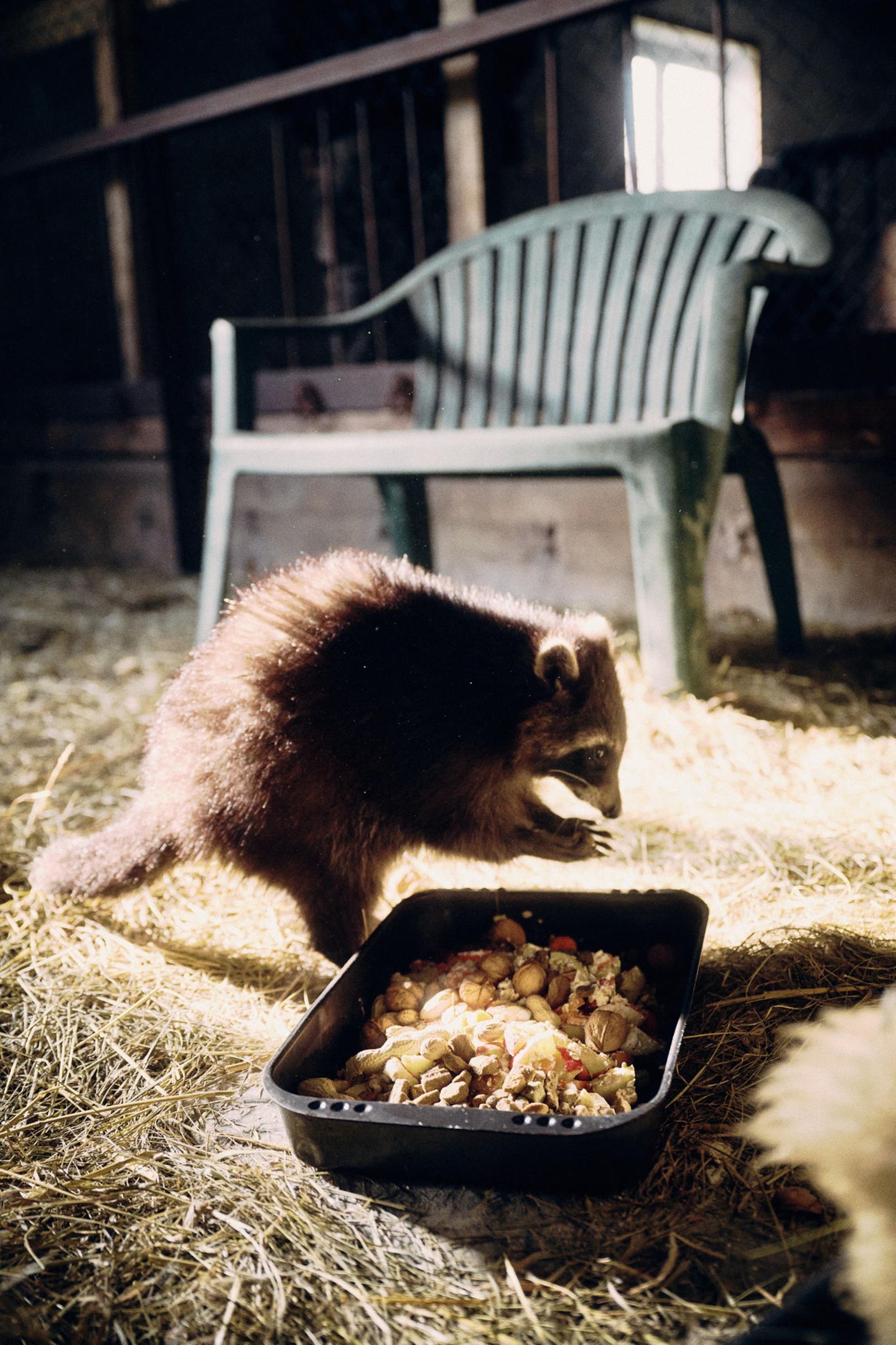 Ein Waschbär isst Nüsse in einer mit Stroh ausgelegten Scheune