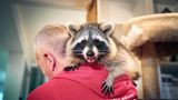 Ein Waschbär sitzt auf der Schulter eines Ehrenamtlichen Mitarbeiters