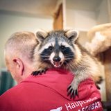 Ein Waschbär sitzt auf der Schulter eines Ehrenamtlichen Mitarbeiters
