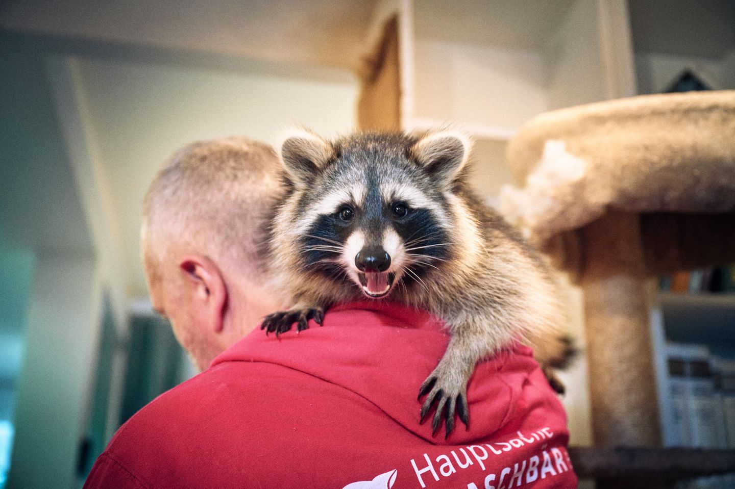 Ein Waschbär sitzt auf der Schulter eines Ehrenamtlichen Mitarbeiters