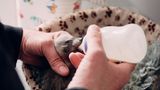 Ehrenamtlicher Mitarbeiter füttert Waschbär-Baby