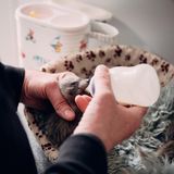 Ehrenamtlicher Mitarbeiter füttert Waschbär-Baby