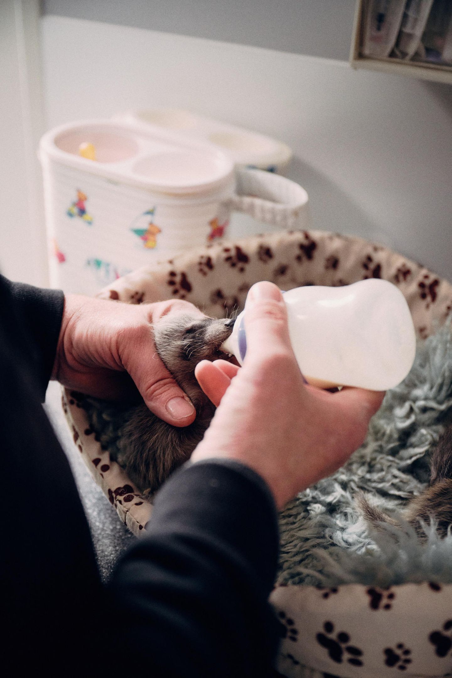 Ehrenamtlicher Mitarbeiter füttert Waschbär-Baby