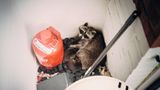 Waschbärmutter mit Babies im Nest