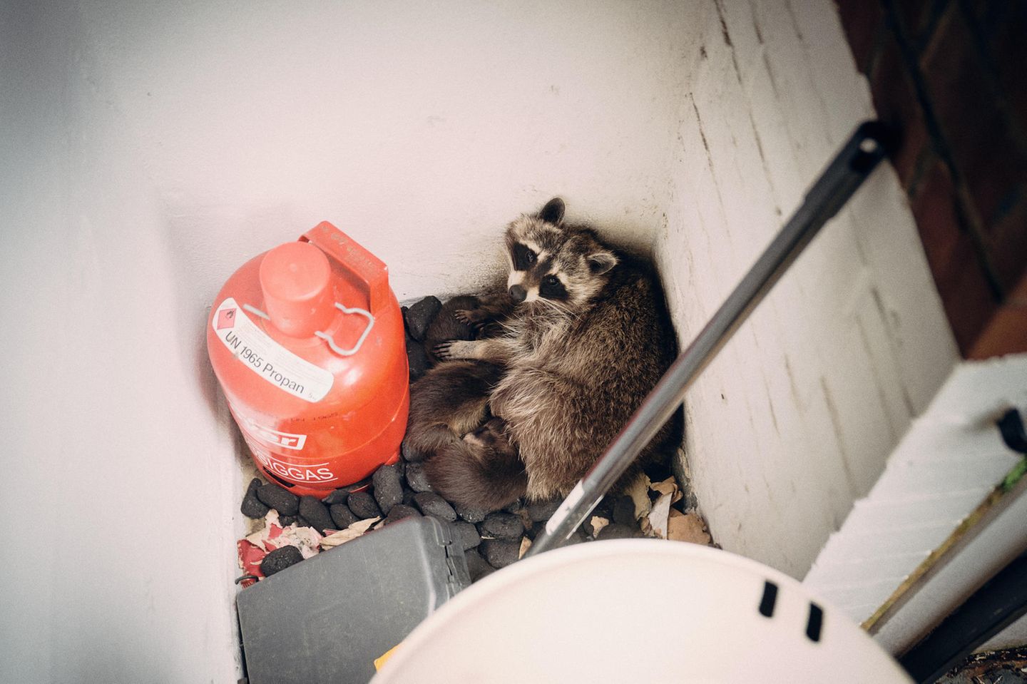 Waschbärmutter mit Babies im Nest