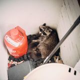 Waschbärmutter mit Babies im Nest