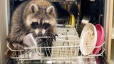 Waschbär klettert in der Spülmaschine