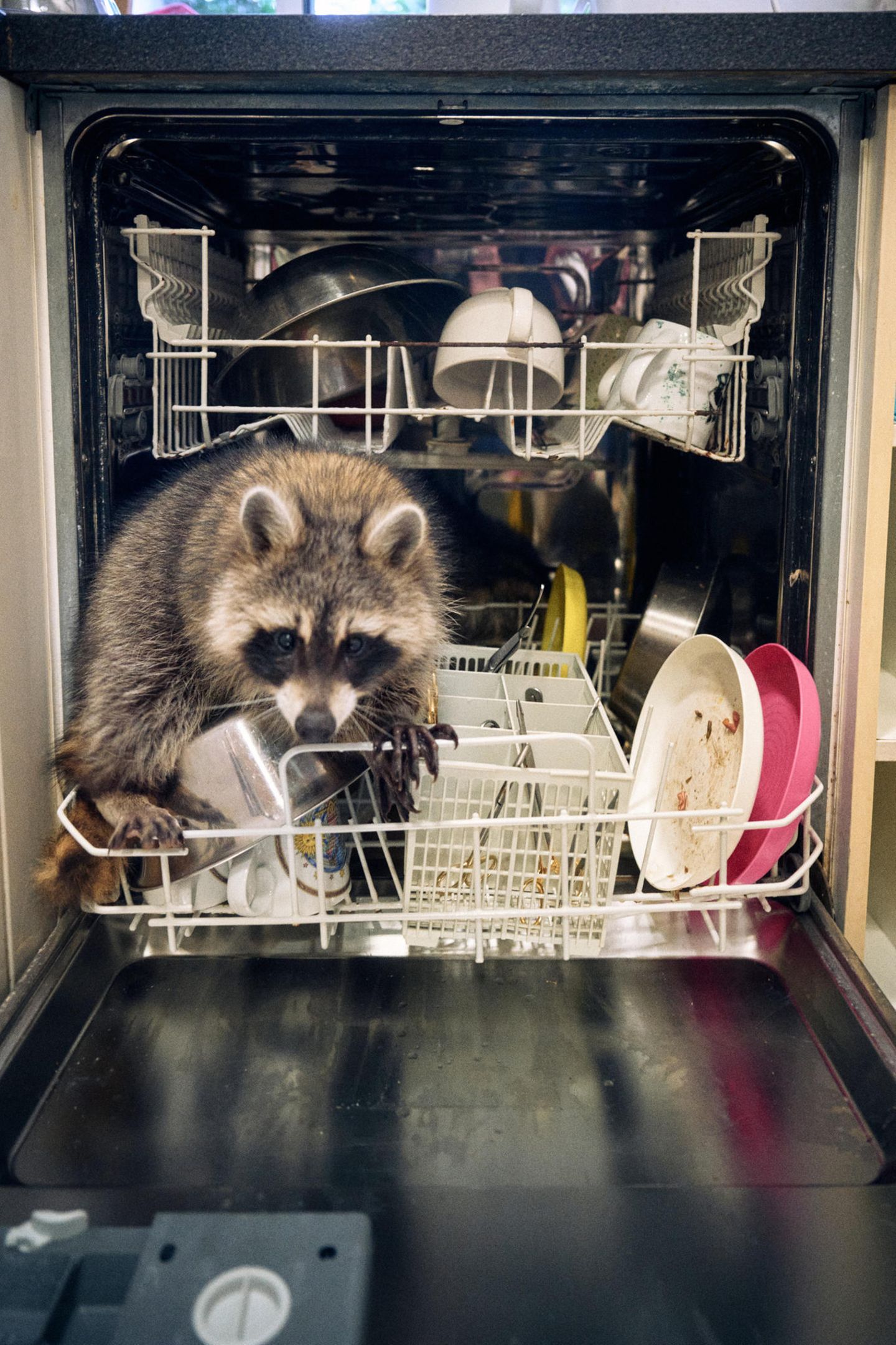 Waschbär klettert in der Spülmaschine