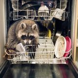 Waschbär klettert in der Spülmaschine