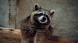 Waschbär in Scheune auf Lebenshof des Vereins in Marzahn