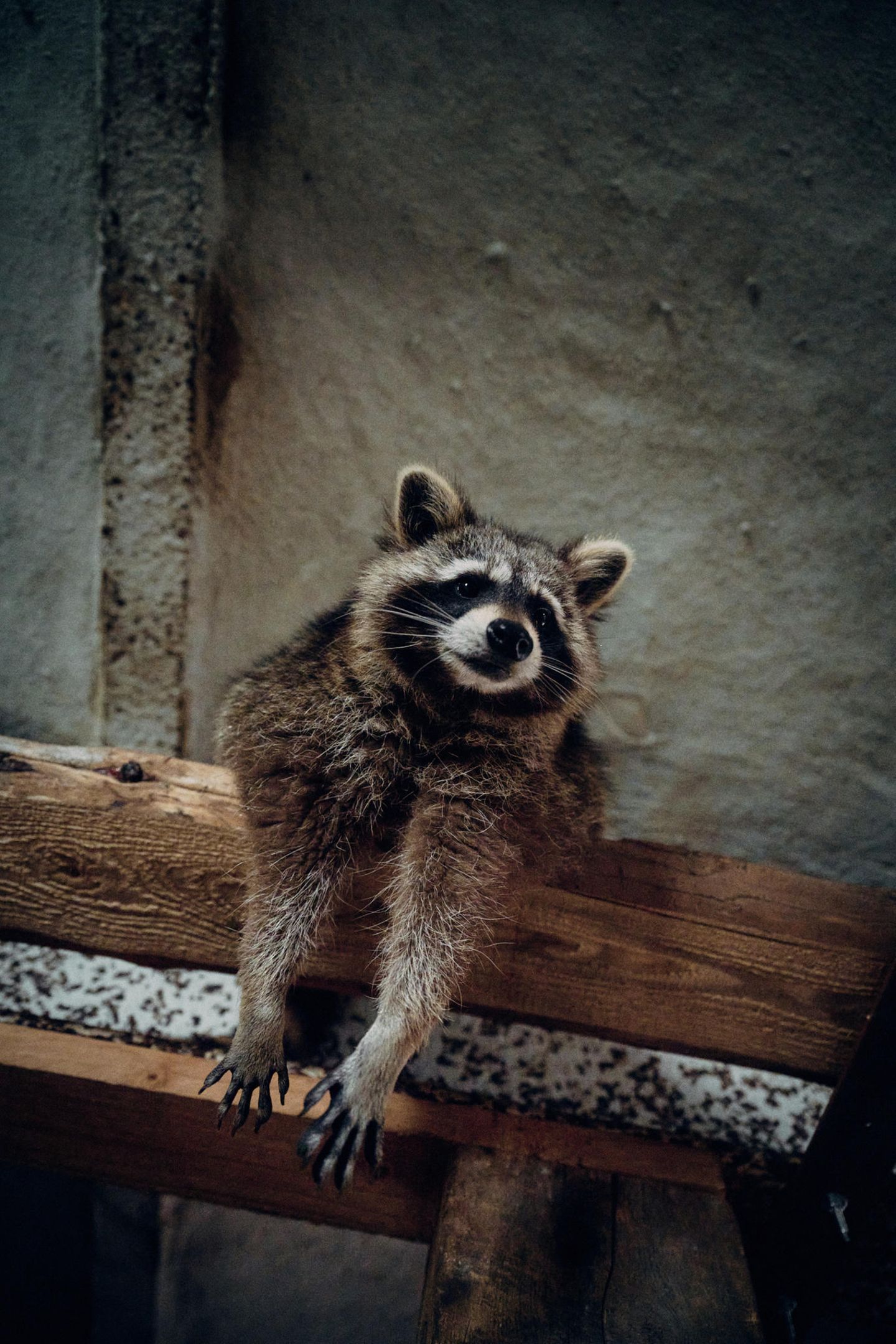Waschbär in Scheune auf Lebenshof des Vereins in Marzahn