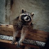 Waschbär in Scheune auf Lebenshof des Vereins in Marzahn