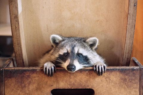 Waschbär, der im Laufrad lebt, in Begegnungsstätte des Vereins in Berlin Zehlendorf