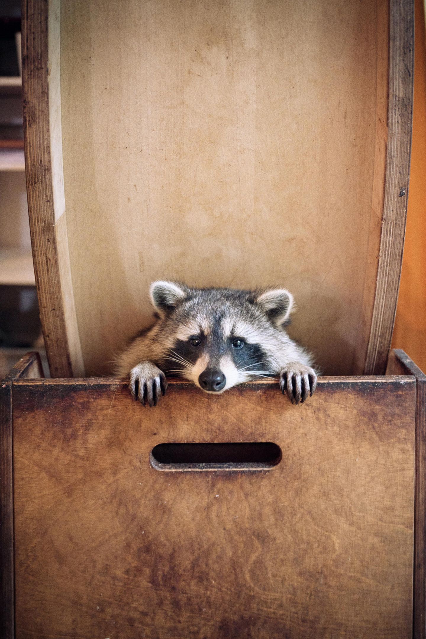 Waschbär, der im Laufrad lebt, in Begegnungsstätte des Vereins in Berlin Zehlendorf