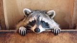 Waschbär, der im Laufrad lebt, in Begegnungsstätte des Vereins in Berlin Zehlendorf
