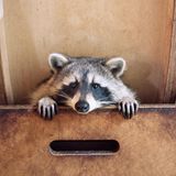 Waschbär, der im Laufrad lebt, in Begegnungsstätte des Vereins in Berlin Zehlendorf